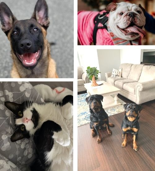 collage of dogs